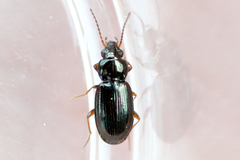 Bembidion obtusum