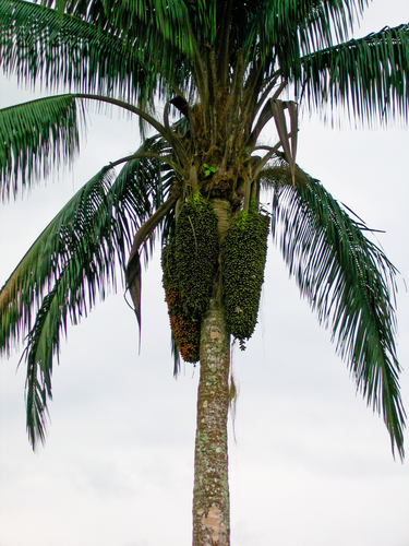Attalea colenda