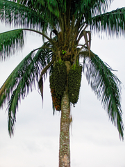 Attalea colenda