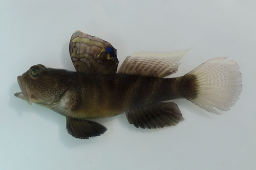 Flagfin prawn goby (Mahidolia mystacina) — Gobiidae — 2