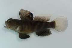 Flagfin Prawn Goby photo 2
