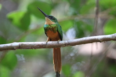 Galbula ruficauda