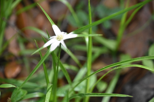 Rhynchospora colorata image