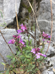 Boechera breweri