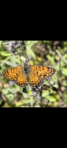 Eastern Knapweed Fritillary