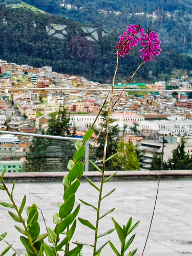 Epidendrum jamiesonis, photograph 6