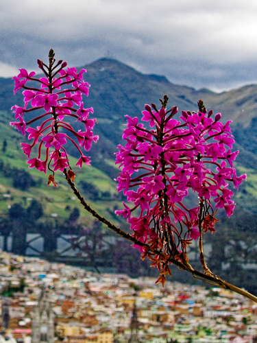 Epidendrum jamiesonis, photograph 5