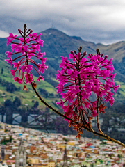 Epidendrum jamiesonis, photograph (c) Philippe Hornus, some rights reserved (CC BY)