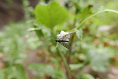 Phthiria antiqua