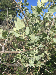 Atriplex lentiformis breweri