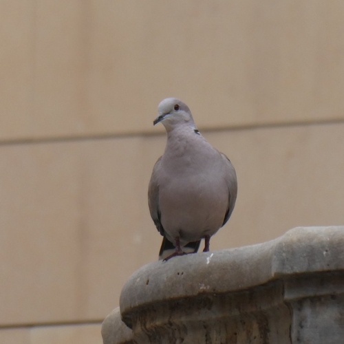 Avistamiento Streptopelia decaocto