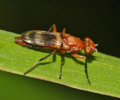Zacompsia