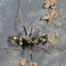 Large Black Ant - Photo (c) Gilles San Martin, some rights reserved (CC BY-SA), uploaded by Gilles San Martin