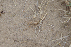 Ceuthophilus fossor