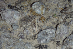 Litaneutria pacifica