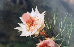 Serruria florida