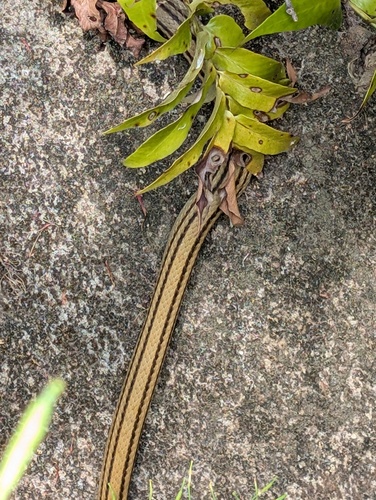 Japanese Four-lined Ratsnake