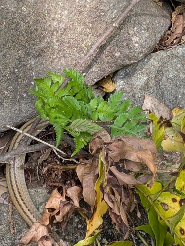 Japanese Four-lined Ratsnake