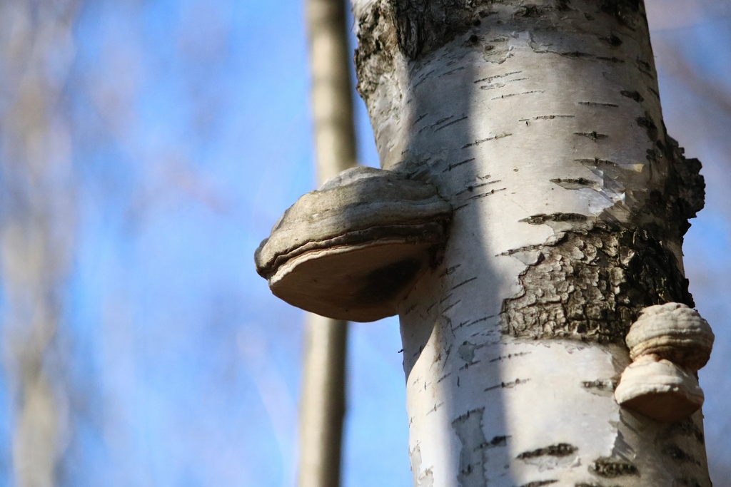 Fomes fomentarius · April 2026 · photo: © uusijani (iNaturalist, cc0)
