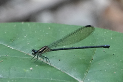 Argia oculata