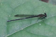 Argia oculata