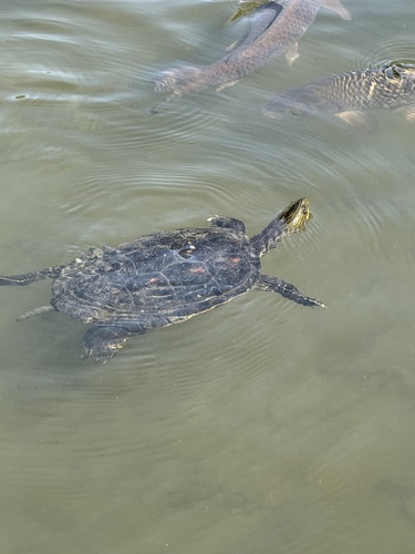 Mauremys sinensis