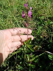 Desmodium