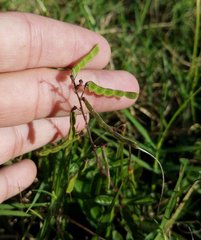 Desmodium