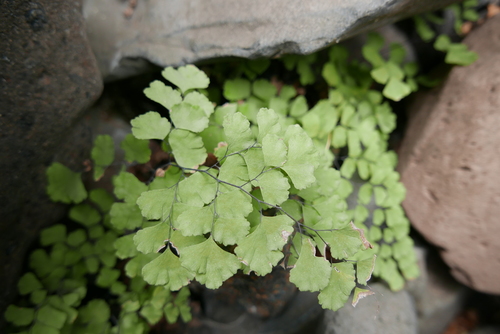 Adiantum capillus-veneris image