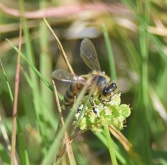 Apis mellifera
