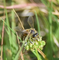 Apis mellifera