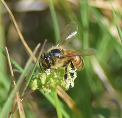 Apis mellifera