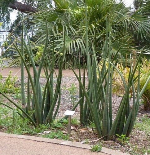 Sansevieria stuckyi iNat (3)