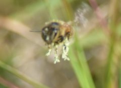 Apis mellifera