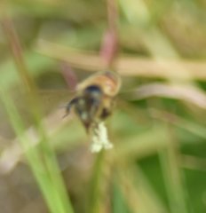 Apis mellifera