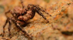 Platycryptus arizonensis