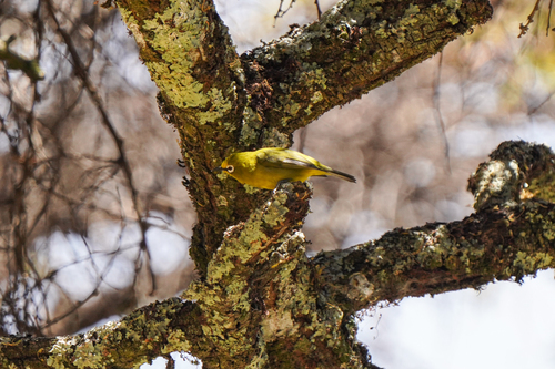 iNaturalist image