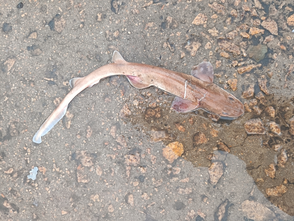 Taiwan Saddled Carpet Shark