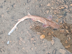 Taiwan Saddled Carpet Shark photo 1