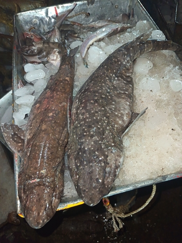 Cephaloscyllium fasciatum observed 2026-04-18