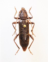 Trichoferus campestris