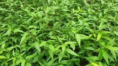 Persicaria odorata