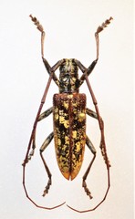 Monochamus marmorator