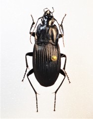 Dicaelus elongatus