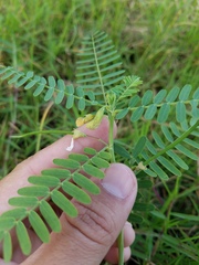 Sesbania