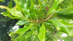 Syzygium aromaticum