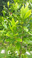 Syzygium aromaticum