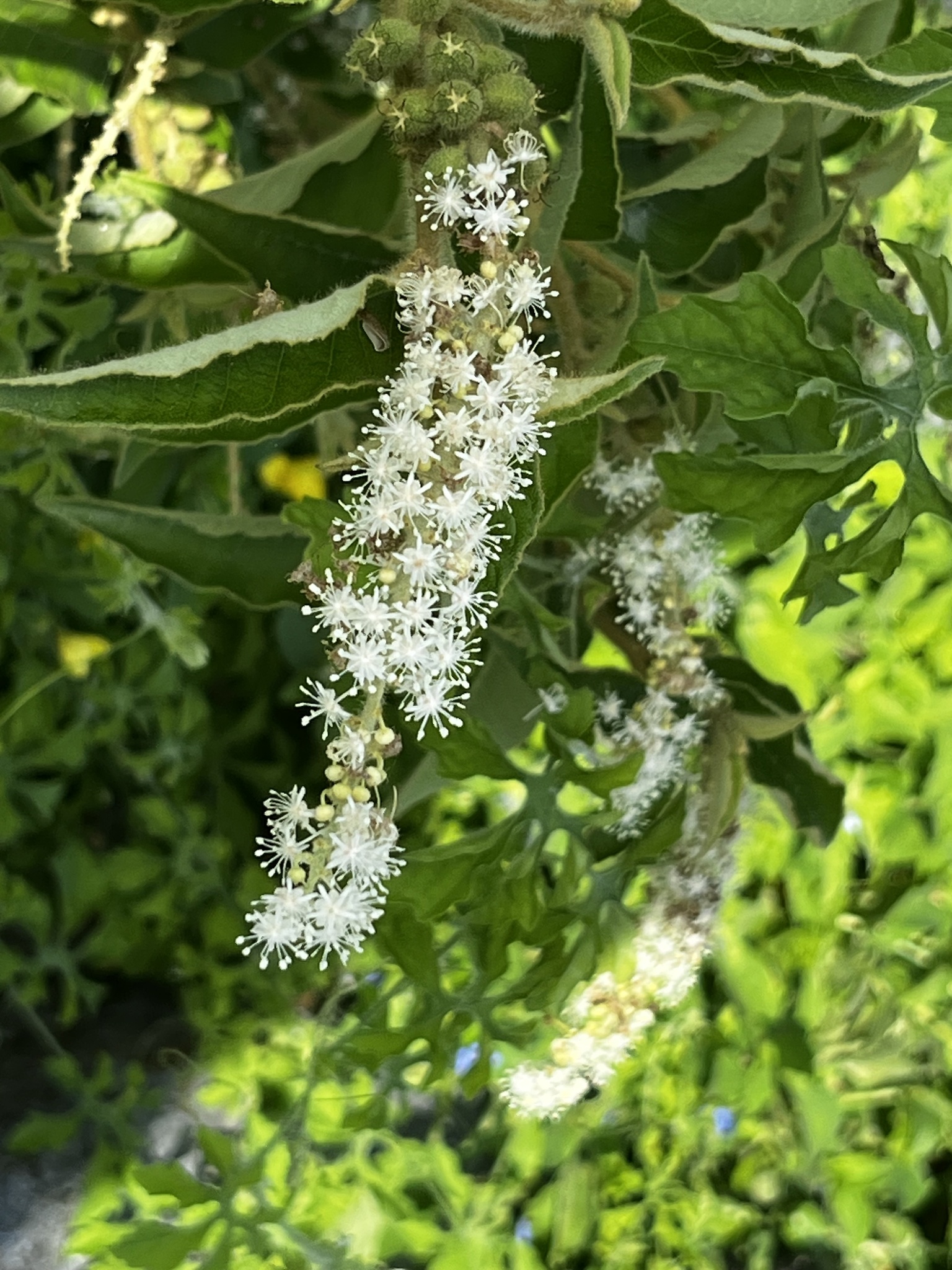 Croton heliotropiifolius