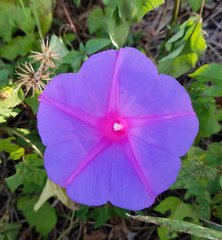 Ipomoea