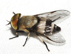 Leucotabanus exaestuans